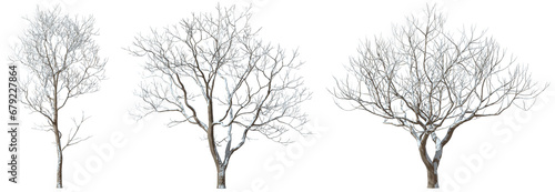 Seasonal trees shapes cover by snowy isolated on transparent backgrounds 3d rendering png