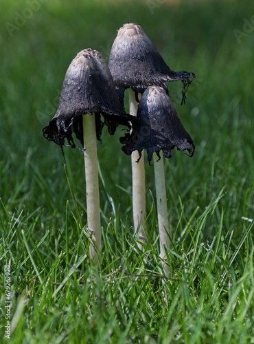 Inky - cap mushroom going black with maturity