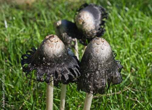 Inky-cap mushroom turning black with maturity