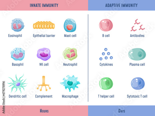 Adaptive immune system. Cells Innate immunity Complement protein, Anatomical division diagram with lymphoid cell, medical graphic exact png illustration