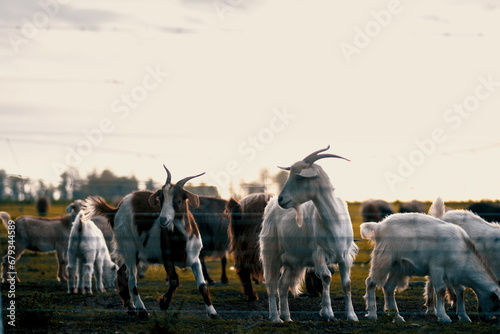 Grupo de cabras en área rural