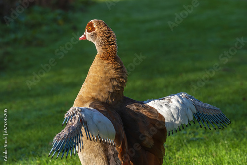 Portrait of an adult male Egyptian goose (Alopochen aegyptiaca) with wings raised during wings molting