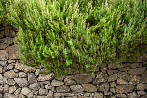 rozmaryn w ogrodzie ziołowym, rosemary plants