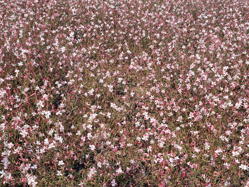 연분홍색 꽃이 핀 들판