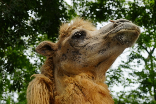 Camelus bactrianus, commonly known as the Bactrian camel, is a large, even-toed ungulate native to the steppes of Centrala Asia, particularly regions like Mongolia, China, Iran|雙峰駱駝