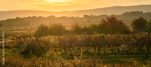 Old vineyards in autumn sunset with hedges and hills on outskirts of Bratislava