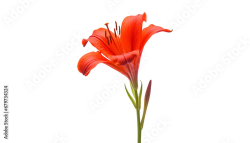 red flower isolated on transparent background cutout