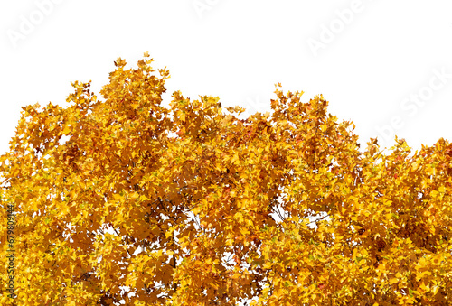 Tulip tree of species Liriodendron tulipifera with yellow bright autumn leaves, graphic frame border isolated