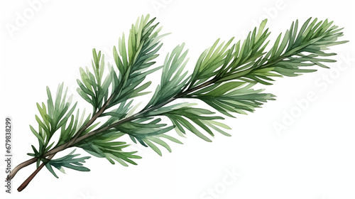 branch of pine in watercolor style