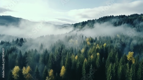 Foggy Autumn Coniferous Forest Landscape aerial view background Travel serene scenic view