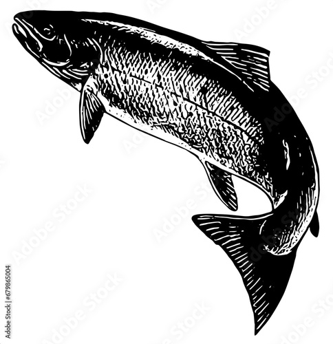 illustration of a salmon fish silhouette vector