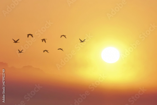 Harmony in flight, birds in misty sunset