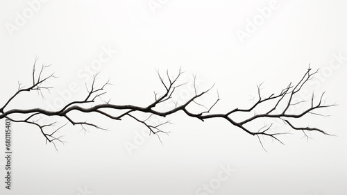 dry tree branch isolated on white background