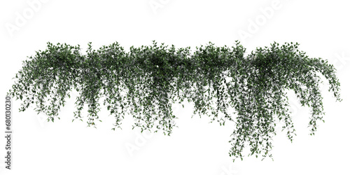 3d illustration of Trachelospermum Jasminoides hanging isolated on transparent background
