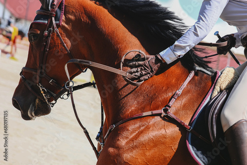 The rider slaps the horse on the neck after jumping. Show jumping