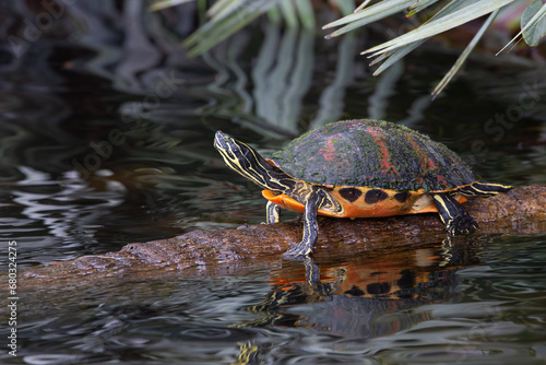 Florida Red-bellied Turtle