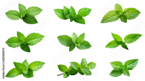 Collection of PNG. Mint leaf isolated on a transparent background.