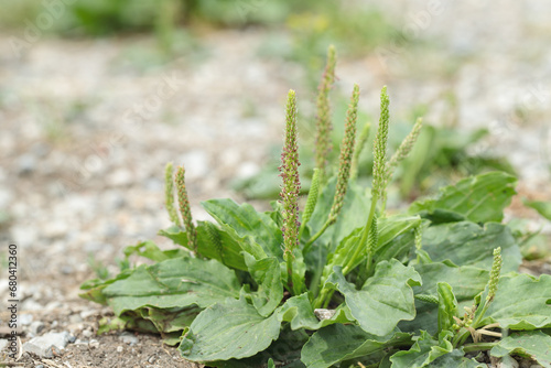 The broadleaf plantain (Plantago major). Pioneer plant on hard soil.