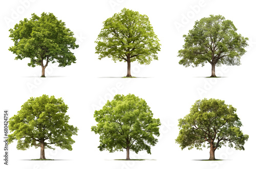 Set of a different types of trees: apple, beech, elm, linden, maple, oak, isolated on a transparent background