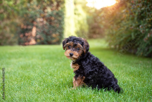 Black and brown puppy cavapoo