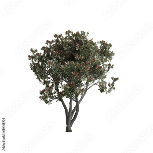 3d illustration of Eriobotrya Japonica tree isolated on transparent background