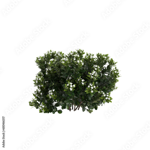 3d illustration of Rhaphiolepis bush white flowering isolated on transparent background