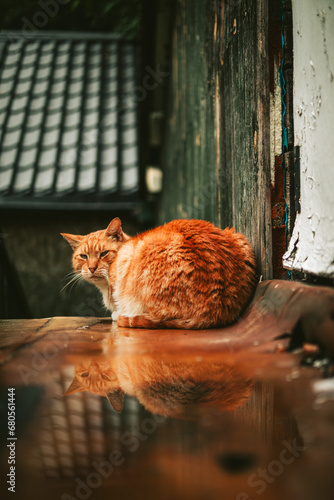 Siedzący rudy kot patrzący w obiektyw
