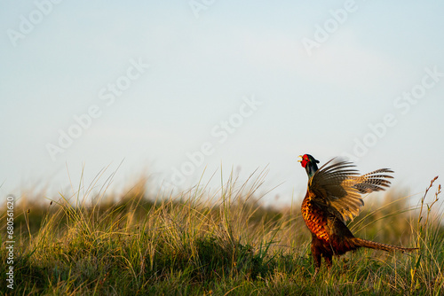 Calling pheasant on the field
