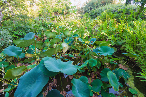 Giardini la Mortella ad Ischia. Laghetti, piante, fiori da tutto il mondo. Una vegetazione rigogliosa e un paesaggio naturale