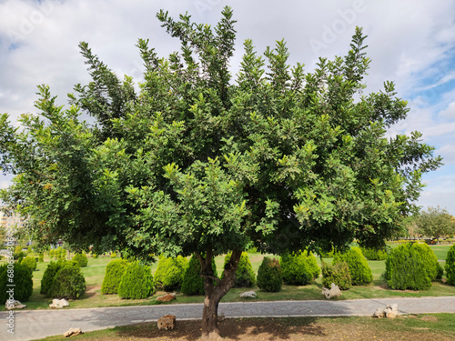 A carob tree (Ceratonia siliqua) in bloom in autumn