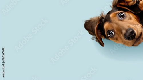 An upside-down dog's head with big, soulful eyes and floppy ears against a blue background.