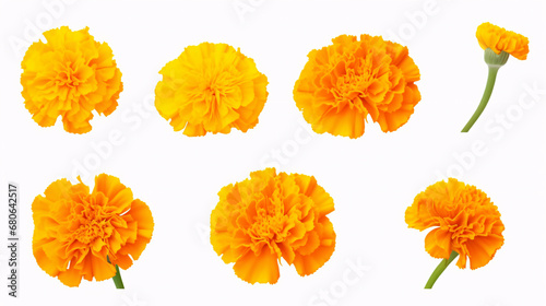 A lonesome marigold was positioned against a white backdrop.