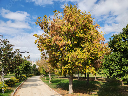 Ash-leaved maple (Acer negundo) tree in the autumn