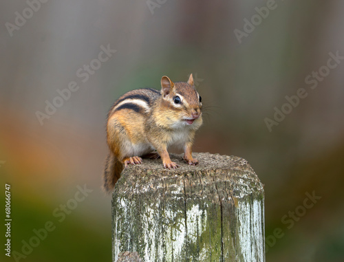 close up on cute chipmunk on old wooden pile