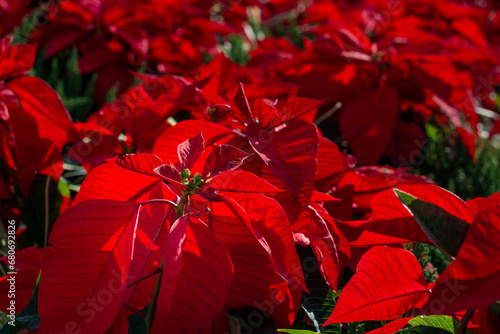 A cluster of vibrant red poinsettia potted plants. The Christmas shrubs have large red foliage with green bracts in the center. The indoor flower is decorated for a festive Christmas. 