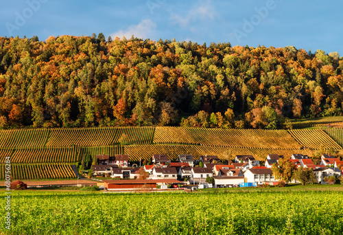 Picturesque and colorful autumn scenery and vineyards in Weiningen, a suburb of Zurich, Switzerland