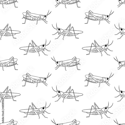 Vector Seamless pattern with grasshopper outline illustration. Line insect isolated on white background.