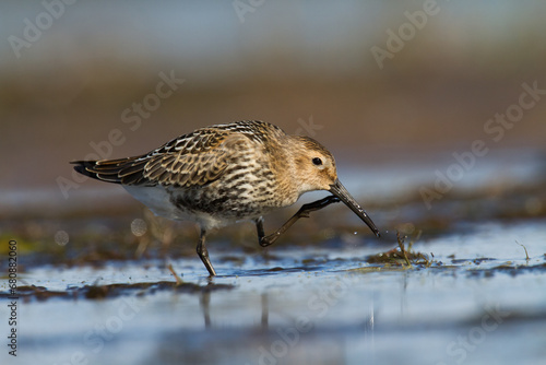 Shore bird - Dunlin Calidris alpina, migratory bird, Baltic Sea, wildlife Poland Europe 