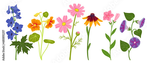 set of garden plants, vector drawing flowers at white background, larkspur, nasturtium, cosmos, coneflower, petunia and morning glory, hand drawn botanical illustration