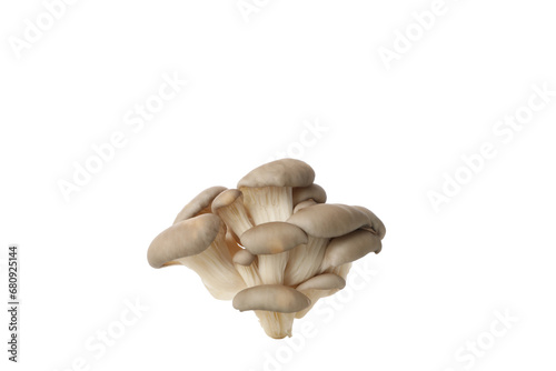 PNG, Fresh oyster mushrooms, isolated on white background