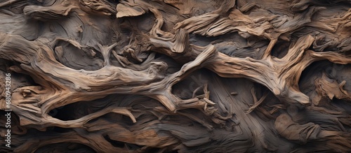 Background of driftwood texture