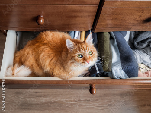 Ginger cat is sitting in chest of drawers. Fluffy pet has a rest among folded clothes. Domestic animal in bedroom.