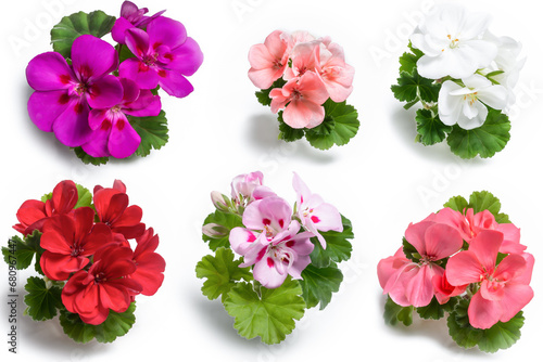 Geranium flower blossoms of various colors with green leaves isolated on white background, colorful geranium flowers template concept. Close up view