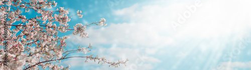 Beautiful blossoming of tree branches in spring against the background of a blue sky with clouds on a sunny day. Copy space. Panorama. Banner.