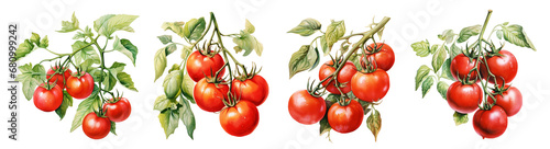 Red tomatoes set watercolour isolated on transparent background. 