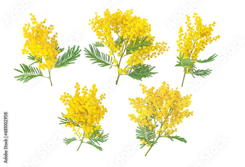 Mimosa spring flowers set isolated transparent png. Silver wattle tree branch. Acacia dealbata yellow fluffy balls and leaves.