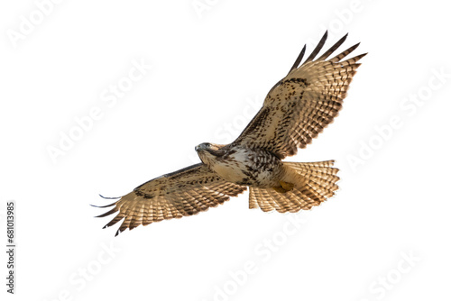 hawk in flying for background wallpaper in png