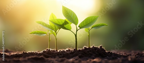 Plant young trees or seedlings in fertile soil with soft sunlight featuring blurred green backgrounds representing plant development and ecosystems Copy space image Place for adding text or des