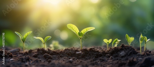 Plant young trees or seedlings in fertile soil with soft sunlight featuring blurred green backgrounds representing plant development and ecosystems Copy space image Place for adding text or des