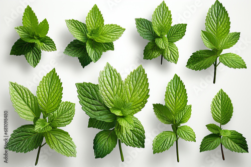 Set mint leaf on white background
